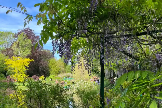 Iconic lily pond and Japanese bridge at Giverny captured on a private tour