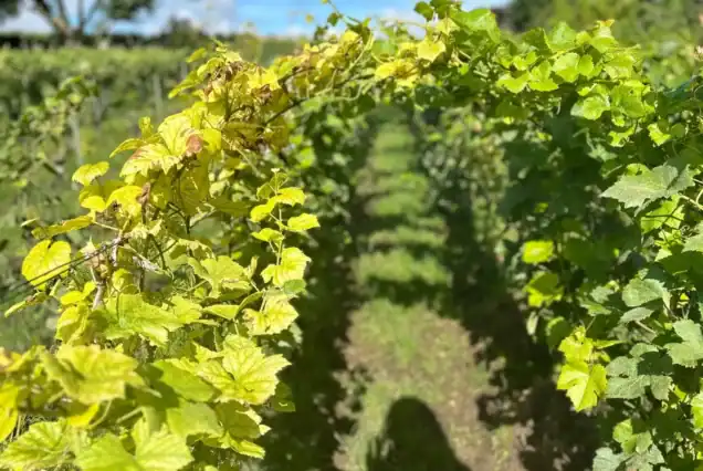 Vineyard view in Épernay captured during a champagne day trip from Paris