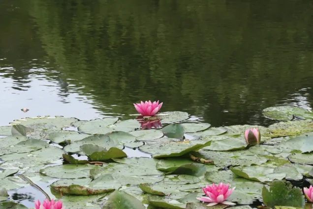 Lily pond and green bridge at Monet’s garden during Giverny private tour from Paris