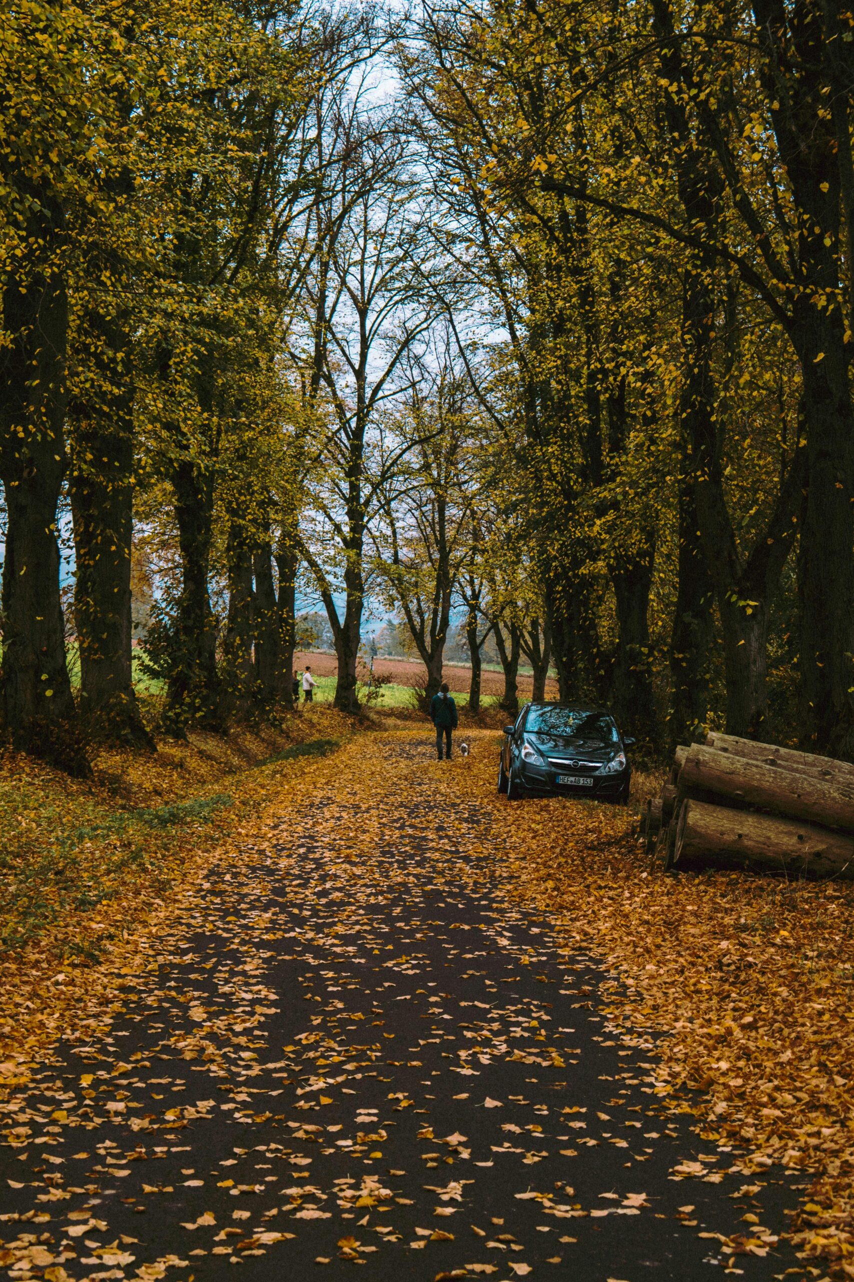 Golden hour in Paris in the Fall
